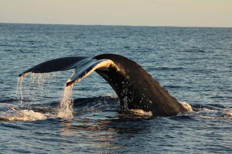Los Cabos: Whale Watching and Safari - FAQ