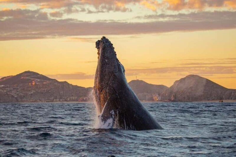 Los Cabos: Whale Watching and Sunset Catamaran Cruise - Good To Know