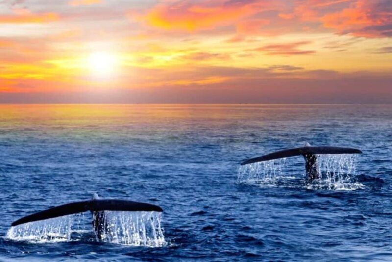 Los Cabos: Whale Watching and Sunset Catamaran Cruise - Why You’ll Love the Los Cabos Whale Watching & Sunset Cruise