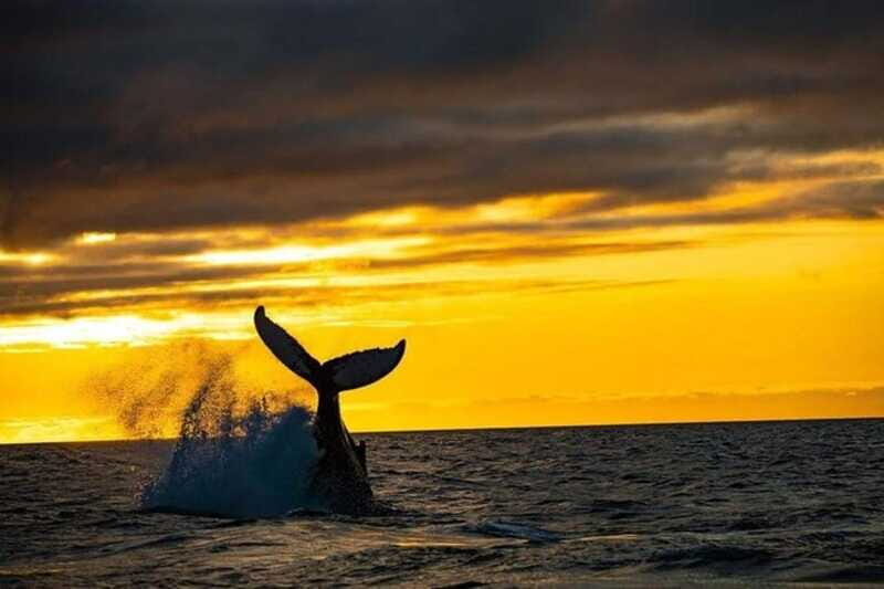 Los Cabos: Whale Watching and Sunset Catamaran Cruise - Who Is This Tour Best For?