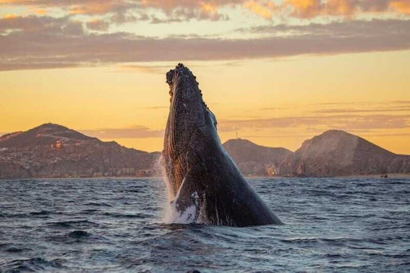 Los Cabos: Whale Watching and Sunset Catamaran Cruise - Final Thoughts