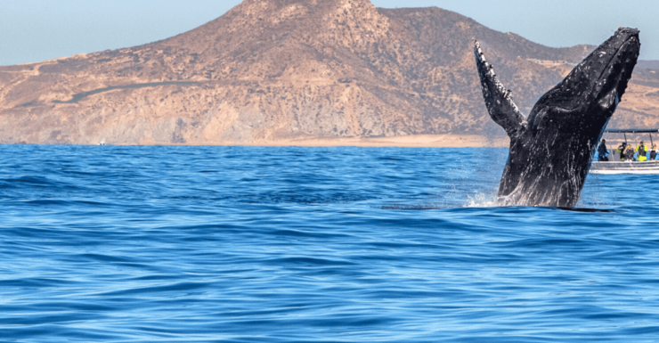 Los Cabos: Whale Watching by Glass Bottom Boat - Good To Know
