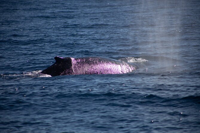 Los Cabos Whale Watching Cruise Including Breakfast - Common Questions