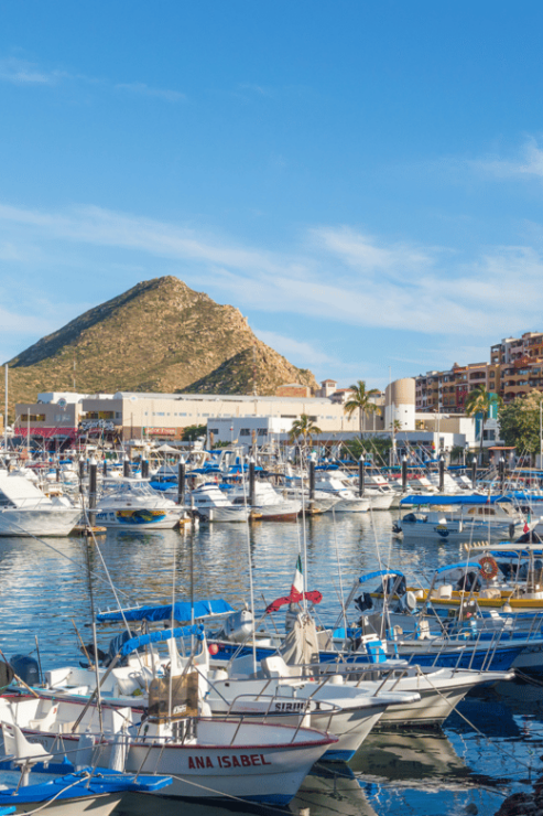 Los Cabos: Whale Watching Cruise With Open Bar - Good To Know