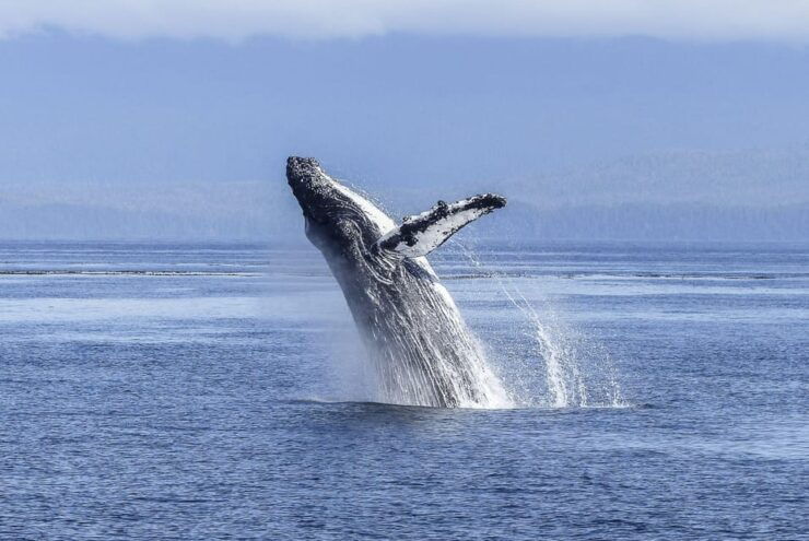 Los Cabos: Whale Watching Cruise With Open Bar - Booking Information