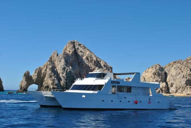 Los Cabos: Whale Watching Cruise With Open Bar - Experience Highlights