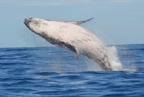 Los Cabos: Whale Watching Cruise With Open Bar - Getting to the Meeting Point