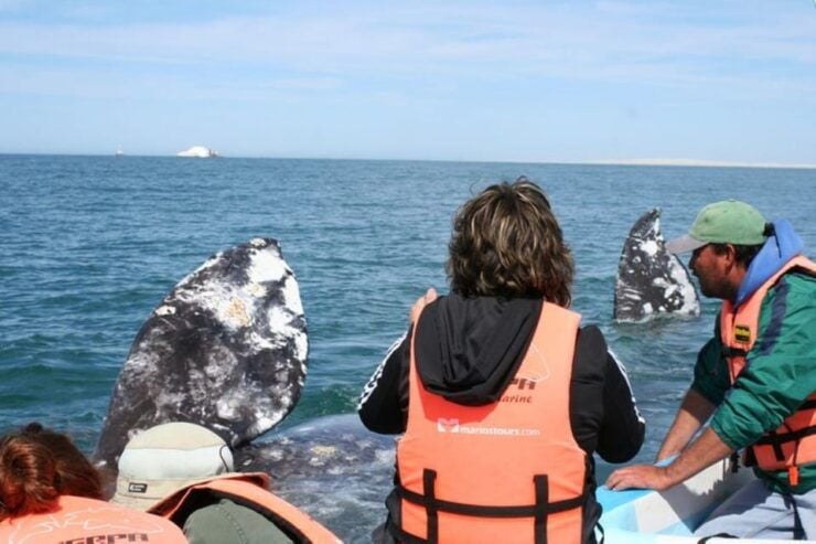 Los Cabos: Whale Watching Experience - Good To Know