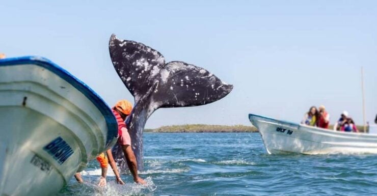 Los Cabos: Whale Watching Experience - Awe-Inspiring Whale Encounters