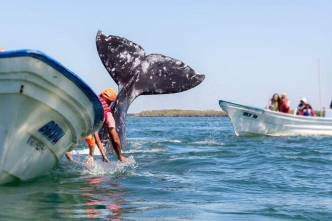 Los Cabos: Whale Watching Experience - Expert Guided Insights