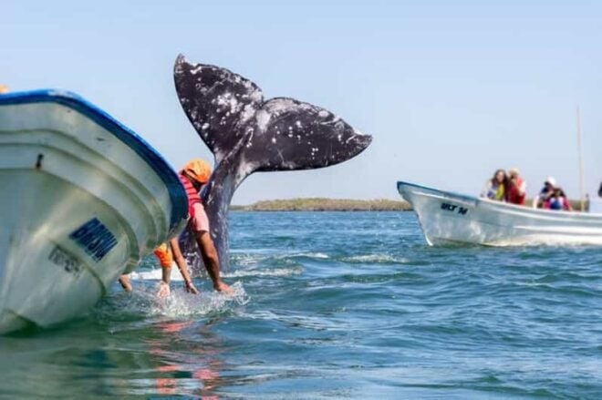 Los Cabos: Whale Watching Experience - Pricing and Reservations