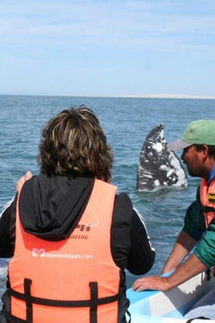 Los Cabos: Whale Watching Experience - Included Transportation