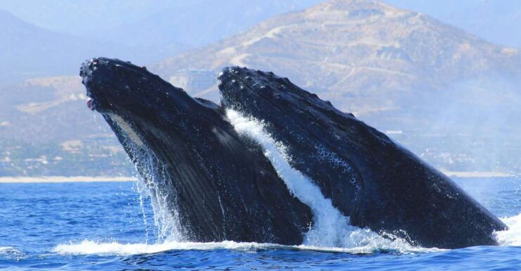 Los Cabos: Whale Watching (Transport and Pictures Included) - Whale Watching Tour Overview