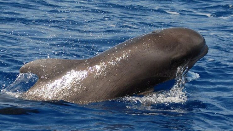 Los Cristianos: Eco-Yacht Whale Watching Cruise With Swim - Experience Highlights