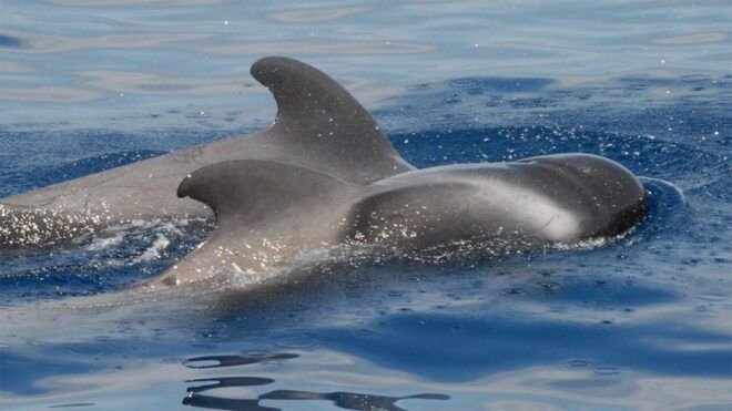 Los Cristianos: Eco-Yacht Whale Watching Cruise With Swim - Booking and Meeting Point