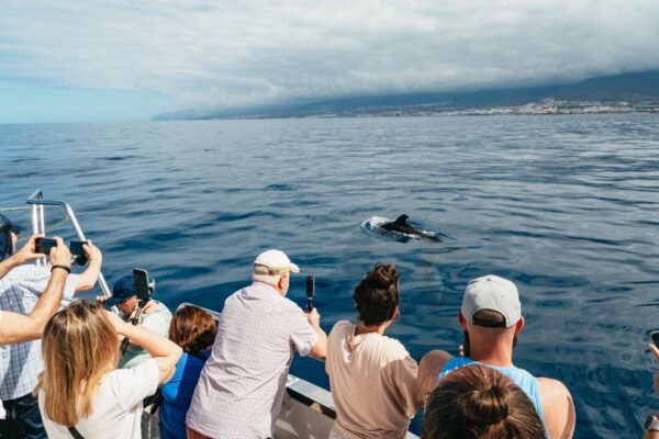 Los Cristianos: Eco-Yacht Whale Watching Cruise With Swim - Common Questions