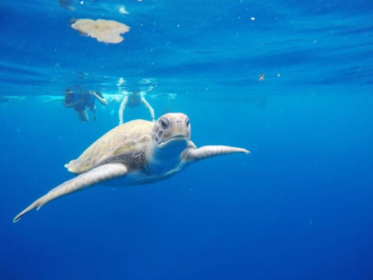Los Cristianos: Kayak and Snorkel With Turtles - Activity Details