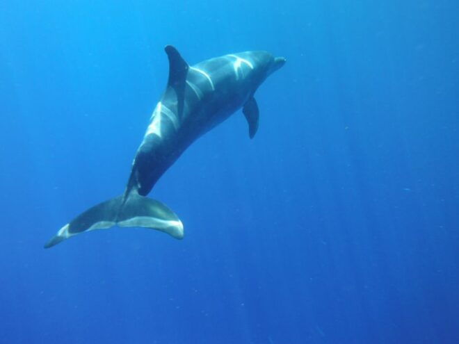 Los Cristianos: Kayak and Snorkel With Turtles - Full Description