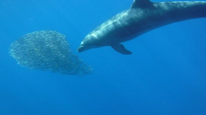 Los Cristianos: Kayak and Snorkel With Turtles - Inclusions