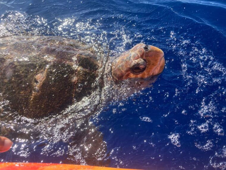 Los Cristianos: Kayak & Snorkel Tour With Turtles and Photos Included - Participant Guidelines
