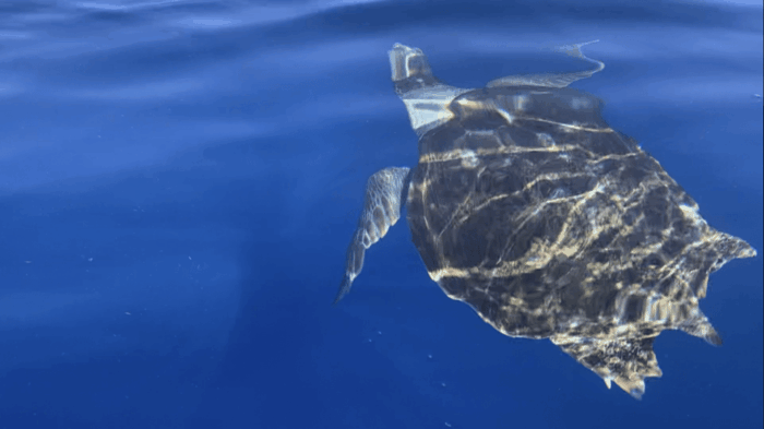Los Cristianos: Kayak & Snorkel Tour With Turtles and Photos Included - Meeting Location and What to Bring