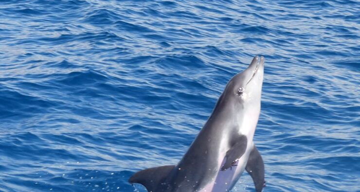 Los Cristianos: No-Chase Whale and Dolphin Cruise - Activity Details