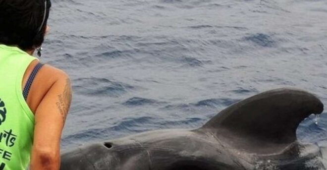 Los Cristianos: No-Chase Whale and Dolphin Cruise - Unforgettable Memories