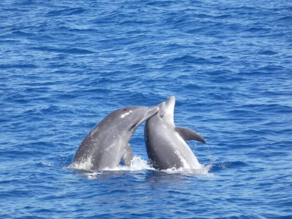 Los Cristianos: No-Chase Whale and Dolphin Cruise - Review Summary