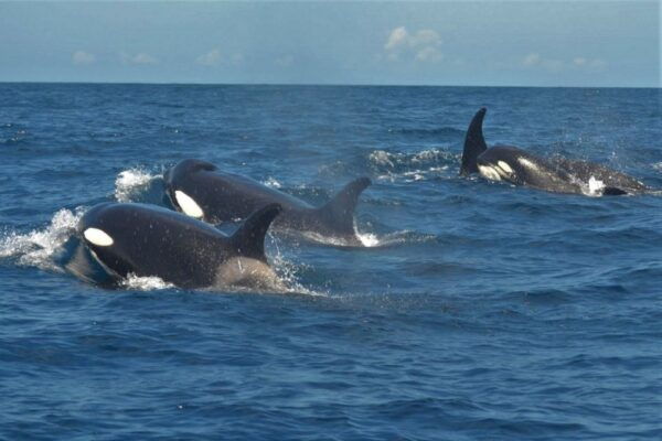 Los Cristianos: No-Chase Whale and Dolphin Cruise - Common Questions