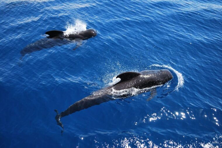 Los Cristianos: Observation With Respect for Whales & Dolphins - Comfort and Convenience Features