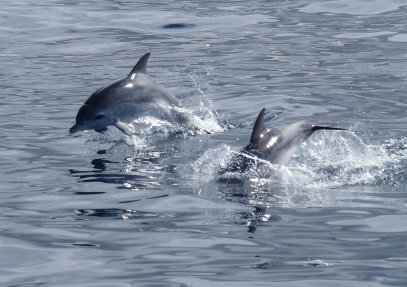 Los Cristianos: Respectful No-Chase Whale and Dolphin Cruise - Good To Know