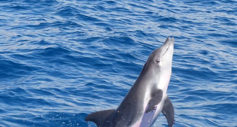 Los Cristianos: Respectful No-Chase Whale and Dolphin Cruise - Ethical and Responsible Practices