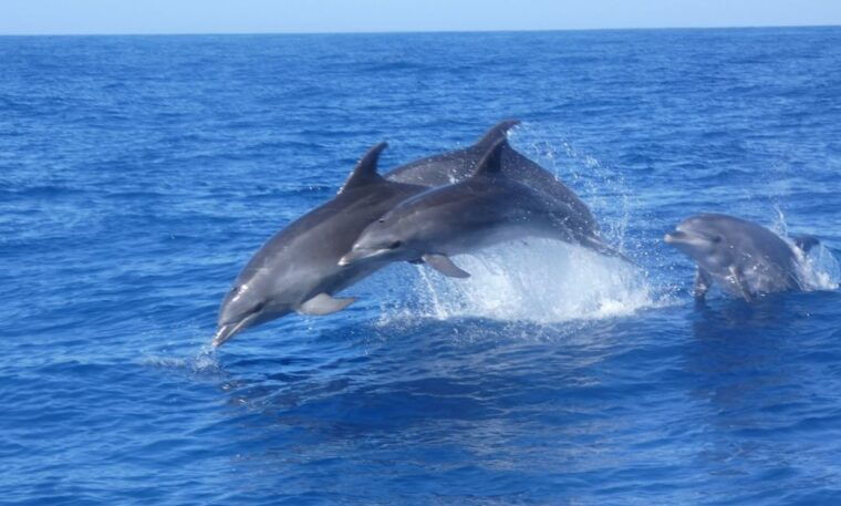 Los Cristianos: Respectful No-Chase Whale and Dolphin Cruise - Boat Features and Experience