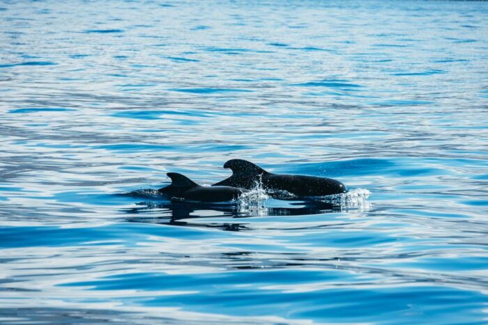 Los Cristianos: Respectful No-Chase Whale and Dolphin Cruise - Marine Life Conservation Efforts