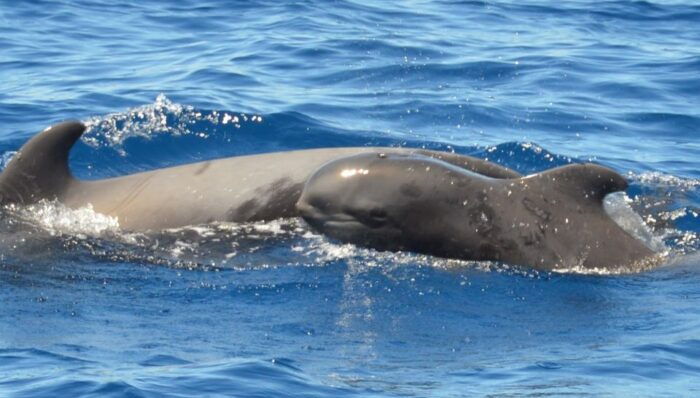 Los Cristianos: Respectful No-Chase Whale and Dolphin Cruise - Accessibility and Suitability