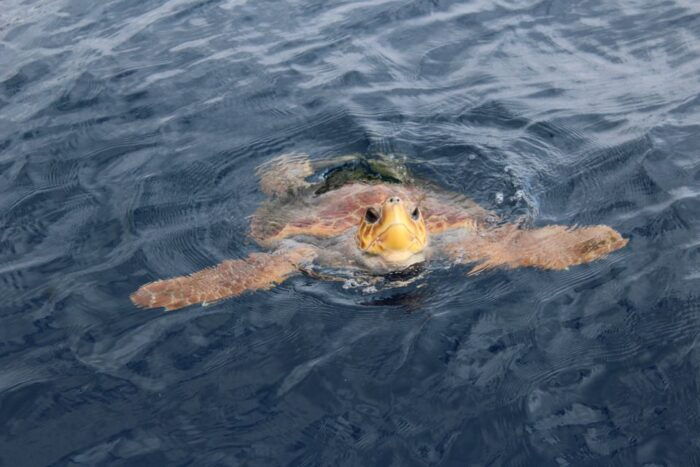 Los Cristianos: Respectful No-Chase Whale and Dolphin Cruise - Frequently Asked Questions