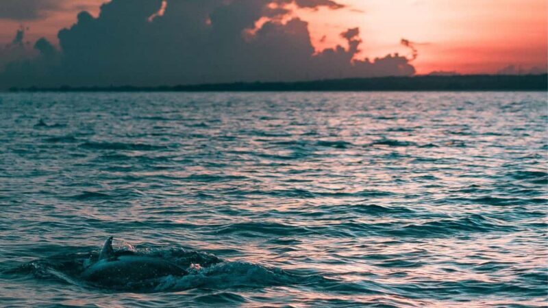 Los Cristianos : Sunset Kayak Safari with Cave & Wildlife - Los Cristianos: Sunset Kayak Safari with Cave & Wildlife — A Deep Dive into an Authentic Canary Islands Experience