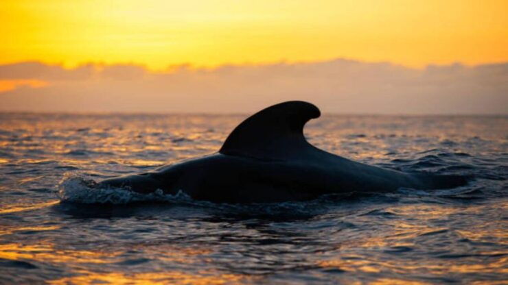 Los Cristianos: Sunset Tour Ecoyacht Whale Watching - Experience Highlights