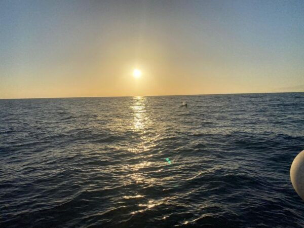 Los Cristianos: Sunset Tour Ecoyacht Whale Watching - Directions to Meeting Point