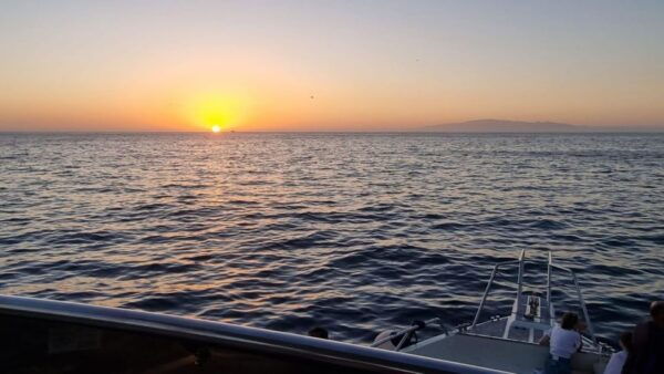 Los Cristianos: Sunset Tour Ecoyacht Whale Watching - The Sum Up