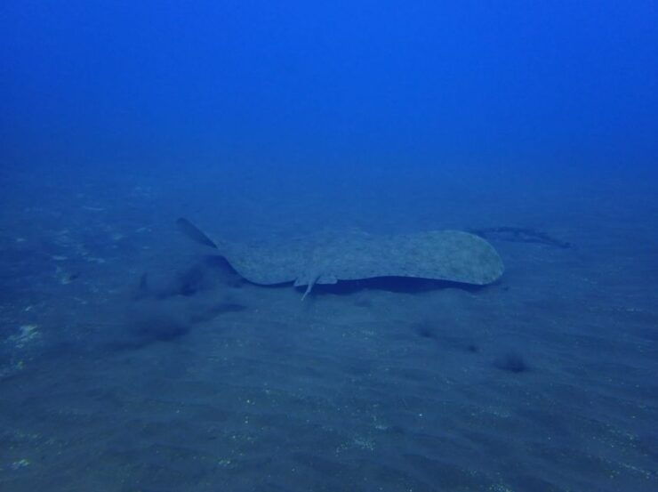 Los Cristianos: Try Dive for Beginners - Booking Information