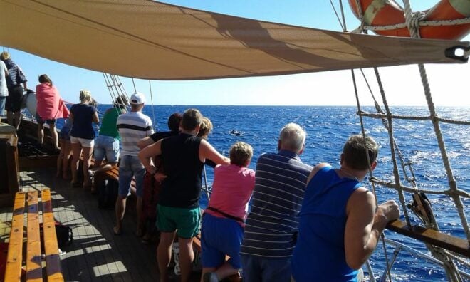 Los Cristianos: Whale-Watching Sailboat Tour 3 Hours and Food. - Meeting and Pickup