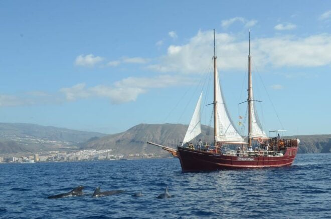 Los Cristianos: Whale-Watching Sailboat Tour 3 Hours and Food. - Important Information