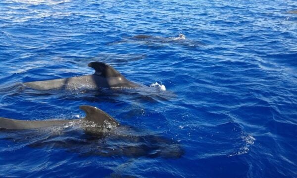 Los Cristianos: Whale-Watching Sailboat Tour 3 Hours and Food. - Pricing and Booking