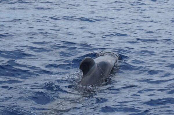Los Cristianos: Whale-Watching Sailboat Tour 3 Hours and Food. - Cancellation Policy