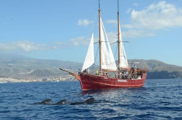 Los Cristianos: Whale-Watching Sailboat Tour 3 Hours and Food. - Frequently Asked Questions