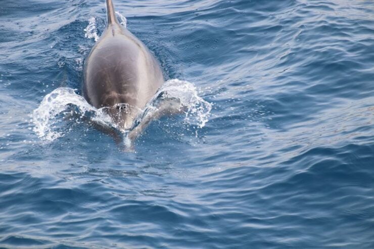 Los Cristianos: Whale-Watching Sailboat Tour and Soft Drinks - Experience