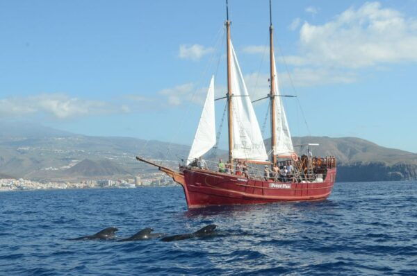 Los Cristianos: Whale-Watching Sailboat Tour and Soft Drinks - The Sum Up