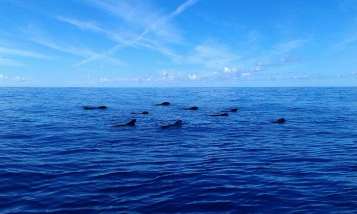 Los Cristianos: Whale Watching Tour and Swimming in the Sea on a Yacht for 22 Persons - Frequently Asked Questions