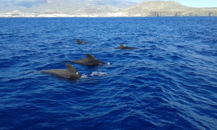 Los Cristianos: Whale Watching Tour With Swimming and Lunch on Yacht for 22 Passengers - Common Questions